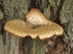 Cerioporus squamosus