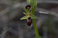 Ophrys exaltata archipelagi