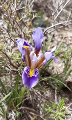 Iris unguicularis cretensis