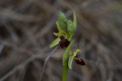 Ophrys exaltata archipelagi