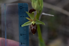 Ophrys exaltata archipelagi