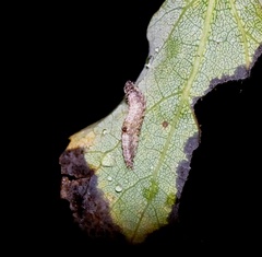 Wockia asperipunctella