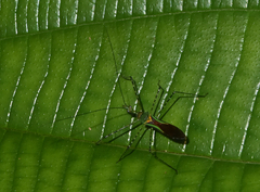 Zelus annulosus