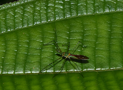 Zelus annulosus