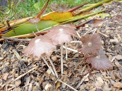 Bolbitius coprophilus