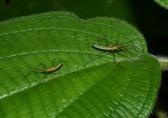 Zelus annulosus