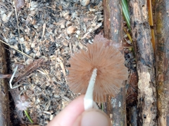 Bolbitius coprophilus