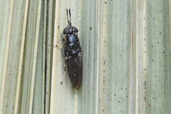 Hermetia sexmaculata