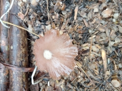 Bolbitius coprophilus