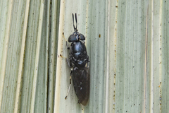 Hermetia sexmaculata