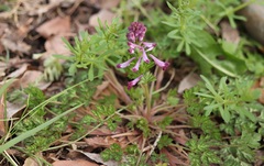 Corydalis incisa