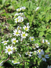 Draba verna