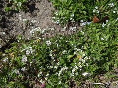 Draba verna
