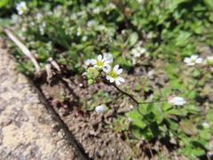 Draba verna
