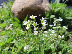 Draba verna