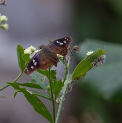 Polygonus savigny savigny