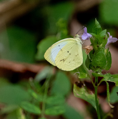 Abaeis albula celata