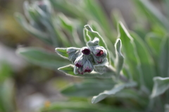 Cynoglossum columnae