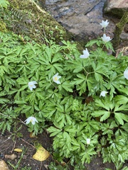 Anemonoides nemorosa