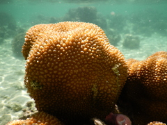 Hydnophora microconos