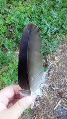 Cathartes aura