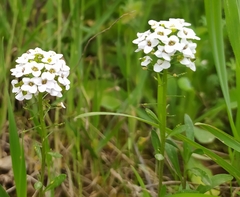 Lobularia maritima maritima