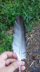 Cathartes aura