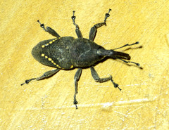 Cactophagus