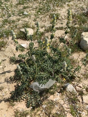 Phlomoides laciniata