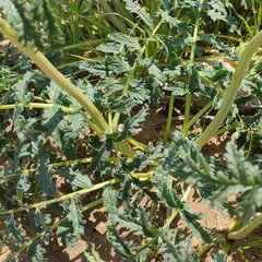 Phlomoides laciniata