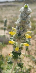 Phlomoides laciniata