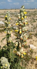 Phlomoides laciniata