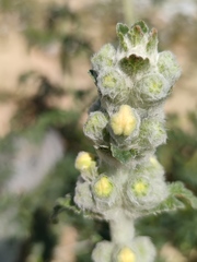 Phlomoides laciniata