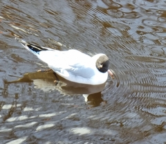 Chroicocephalus ridibundus