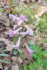 Corydalis edulis