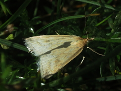 Udea nebulalis