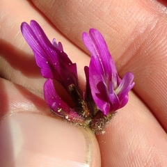 Astragalus callichrous