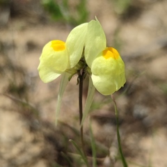 Linaria haelava