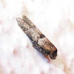 Blastobasis phycidella