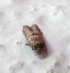 Blastobasis phycidella