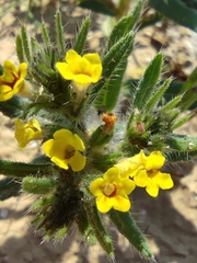 Arnebia decumbens