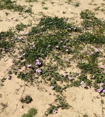 Convolvulus althaeoides althaeoides