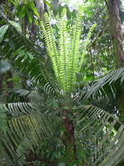 Zamia lindenii