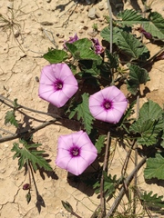 Convolvulus althaeoides althaeoides