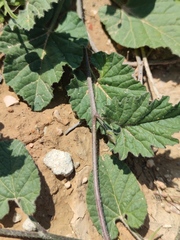 Convolvulus althaeoides althaeoides