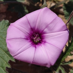 Convolvulus althaeoides althaeoides