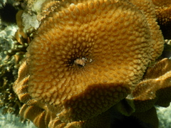 Hydnophora microconos