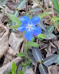 Aegonychon zollingeri