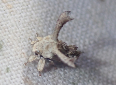 Notocera cerviceps