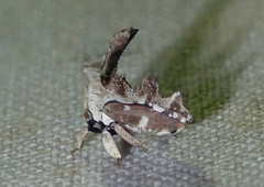 Notocera cerviceps